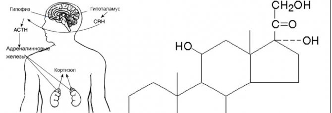 Что такое кортизол
