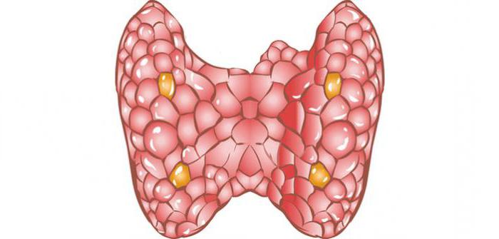 гипотиреоз и гипертиреоз сравнение