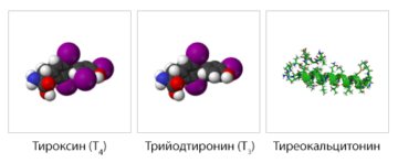 гормоны щитовидной железы