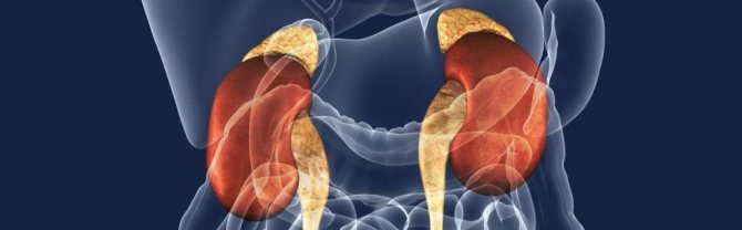 кора надпочечников