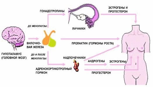 низкий пролактин у женщин